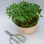 Microgreen Microgreens-Schale Bowl DIY Hydroponic Kydroponik-Microgreens 3D-Drucker