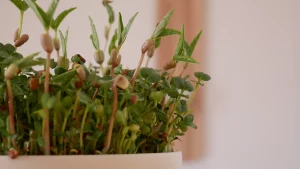 Was sind Microgreens