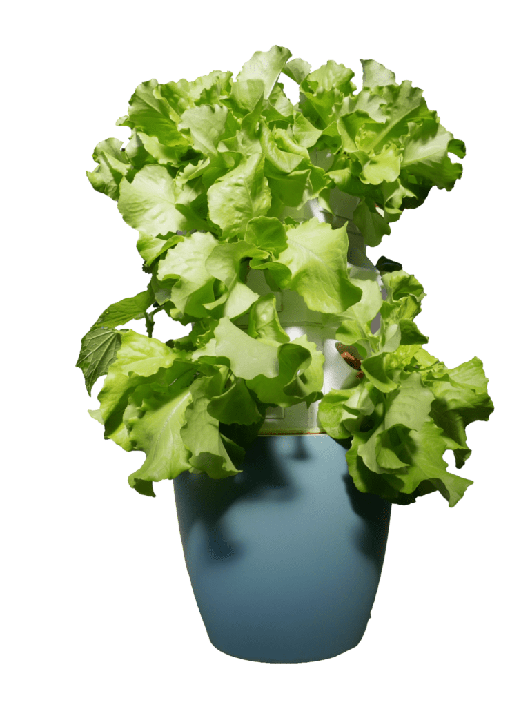 -2024-MutualTowerGarden