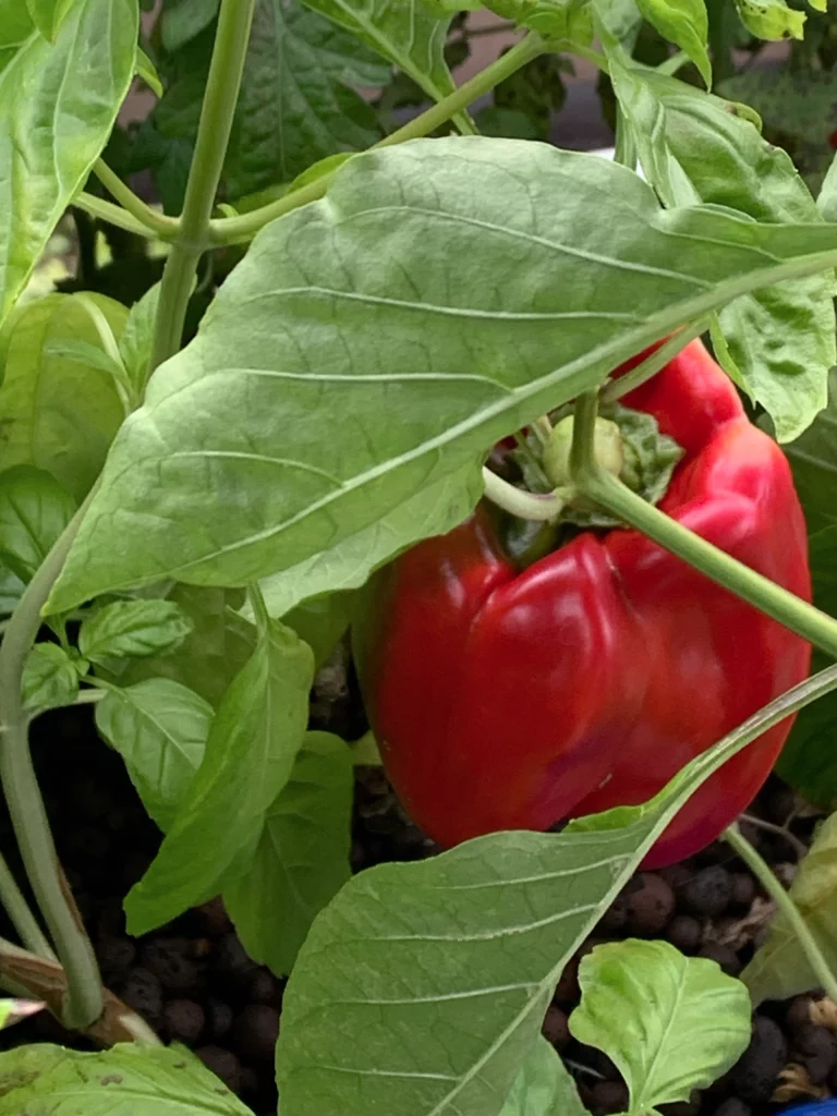 Paprika Rot MutaulGarden