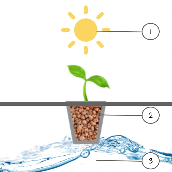 Wie funktioniert Hydroponik?