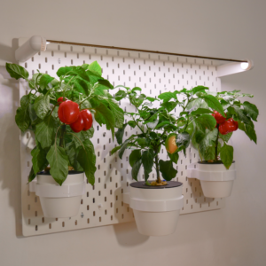 MutualBoardGarden MututalGarden Wandgarten DIY Projekt Wintergarten indoor Kratky DWC System Wand Vertikaler Garten
