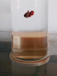 Betta Pipe Betta Spielzeug Betta-Aquarium-Einrichtung 3D Drucker 3D gedruckt