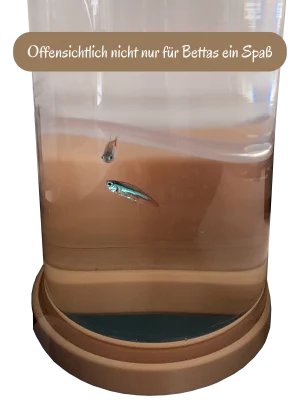 NeonSammler in Betta-Pipe DIY System Aquarium Zubehör