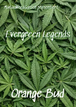 tradition sorte classic klassiker Cannabis Gras samen kaufen deutschlad versand deutschland qualität