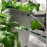 Kratky-Hydroponik-IKEA-Hack-Hydro-Gemuese-Cannabis-Bausatz-DIY-Kit